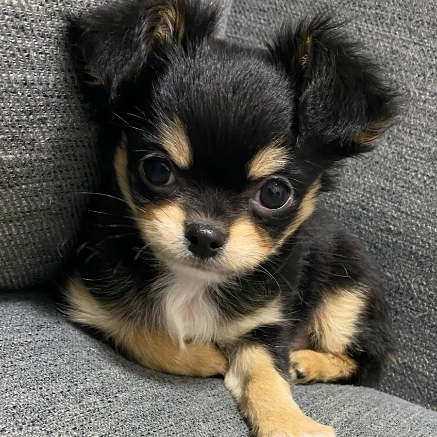 生後2ヶ月のチワワを飼いました ミニマリストマロ