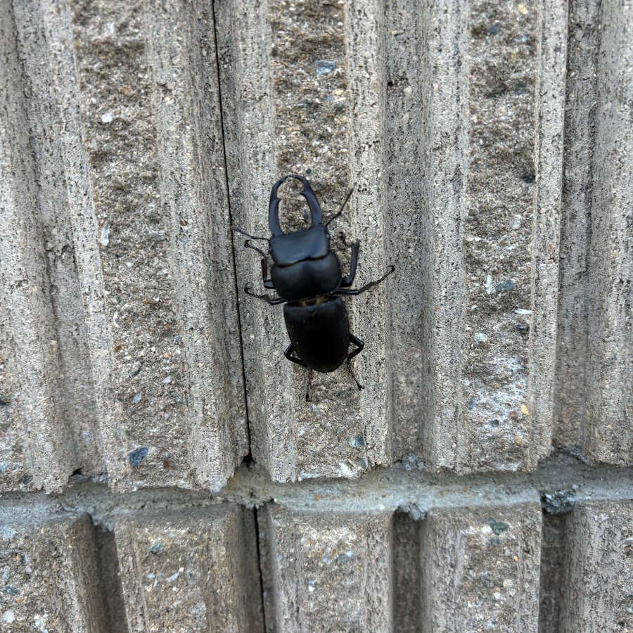 炭酸抜きコーラの人 Youtube