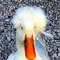 Jabber Ducks Humor YouTube Profile Photo