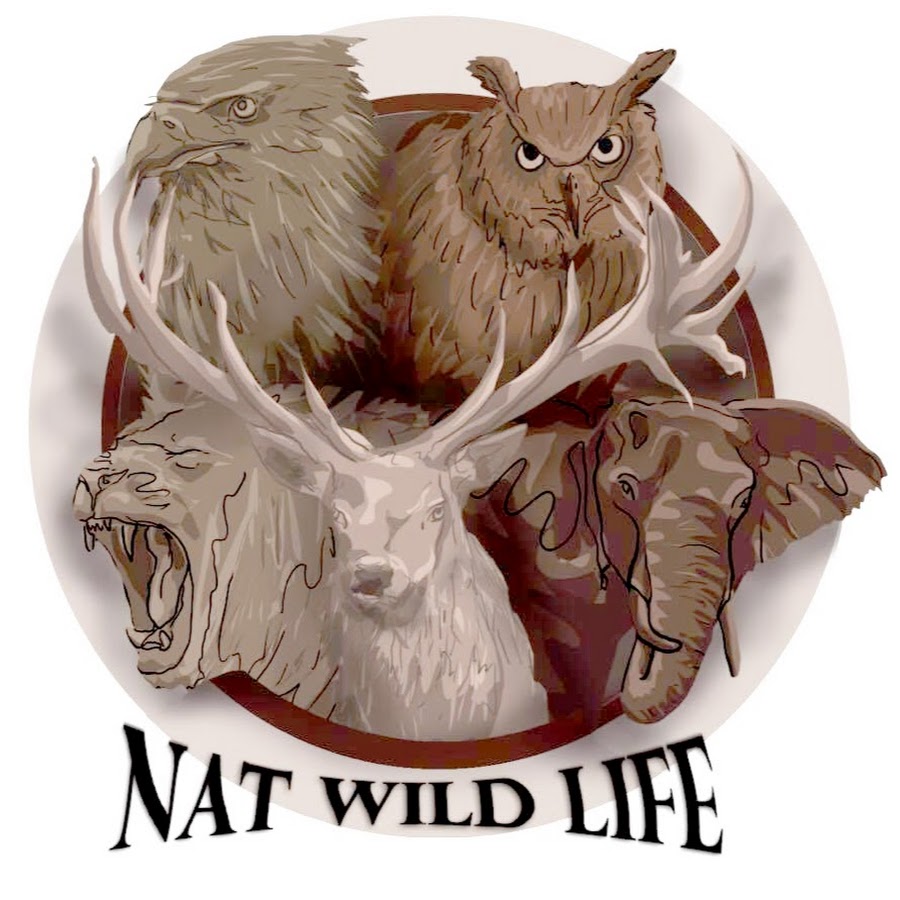 Nat Wild Life YouTube channel avatar
