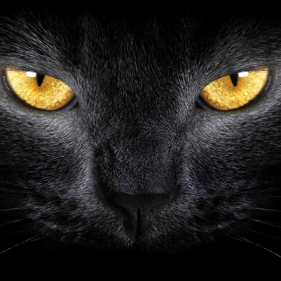 blackk cat