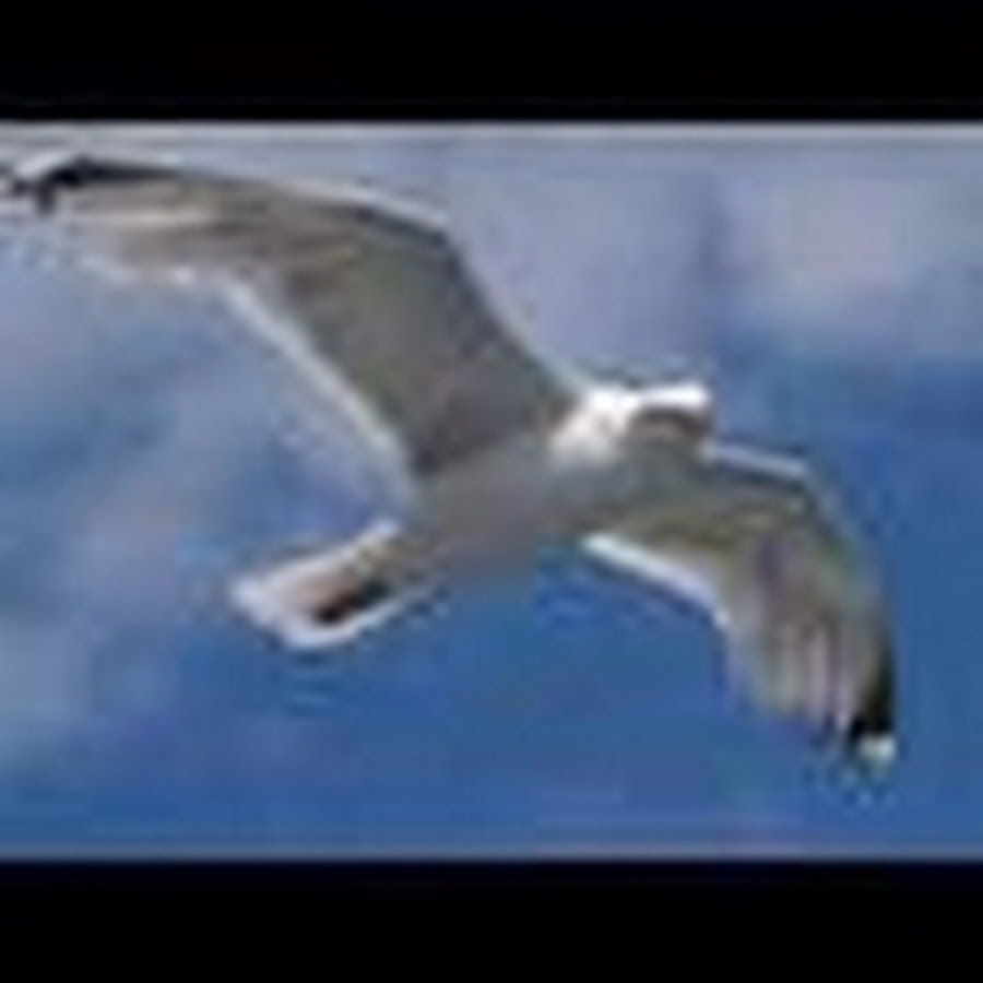 seagullmy01 YouTube-Kanal-Avatar
