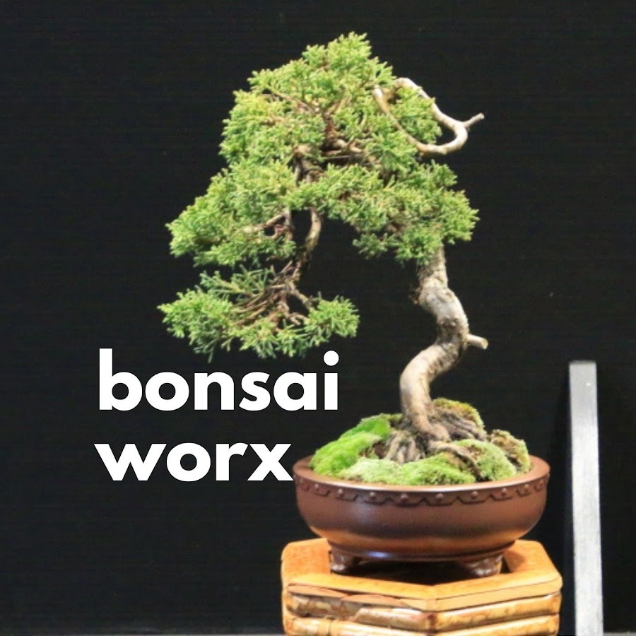 BonsaiDavid YouTube-Kanal-Avatar