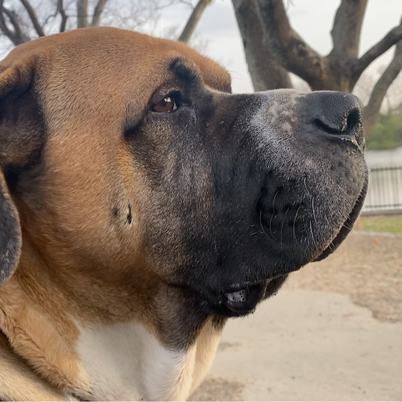 犬 おっさん と