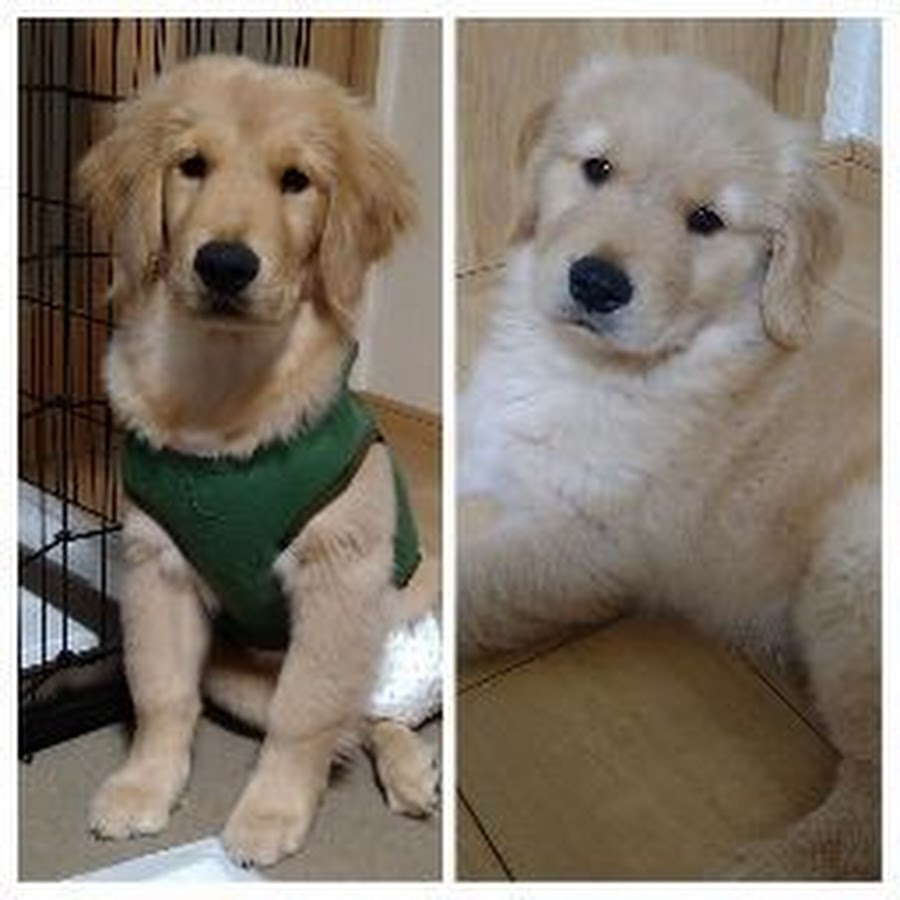 山田千鶴 Youtube