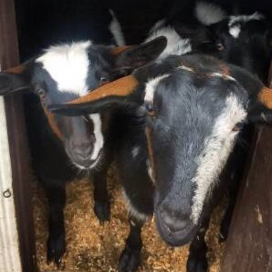 Tiny Goat Farm