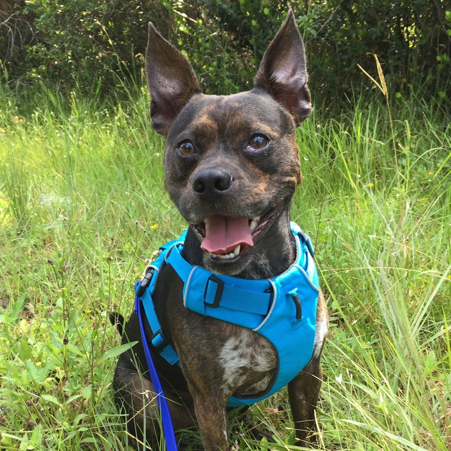 Buddy the Jeep Dog YouTube channel avatar