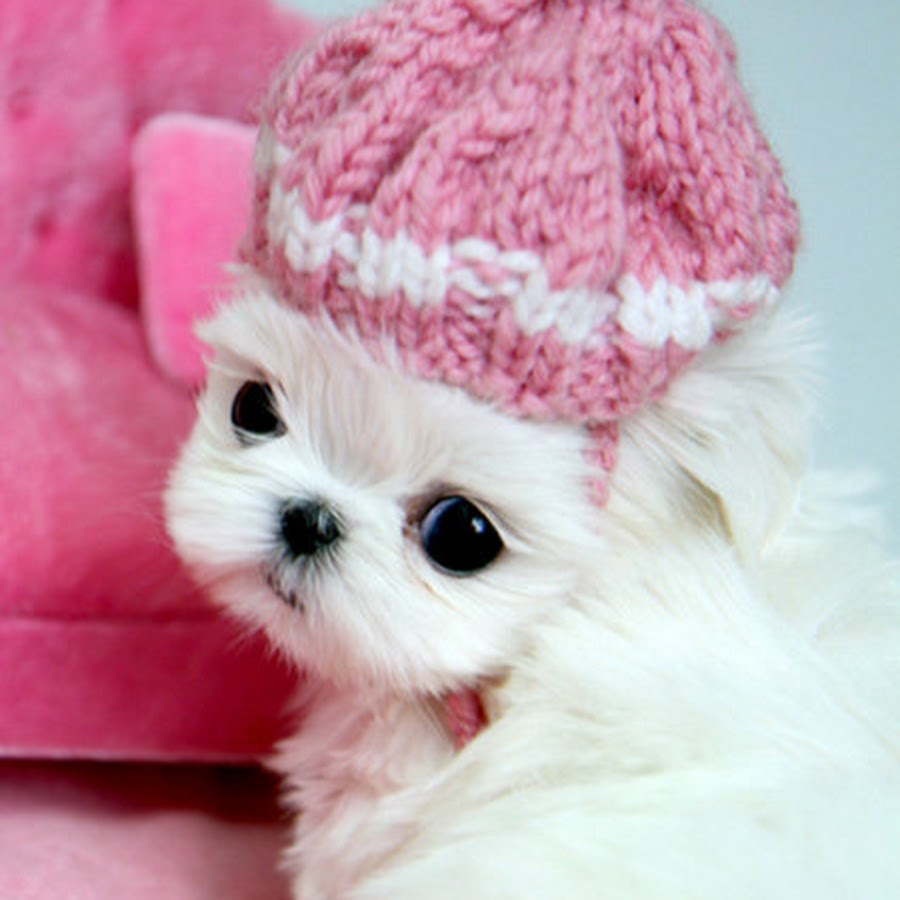 PuppyBoutiqueStore YouTube channel avatar