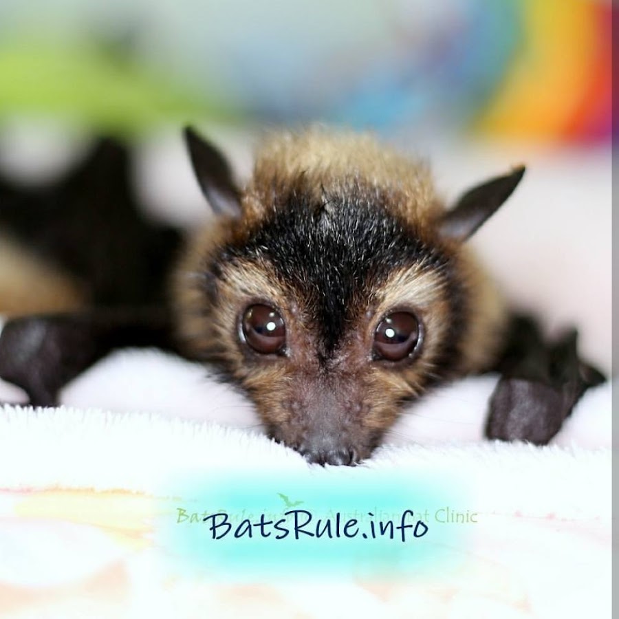 Megabats Microbats رمز قناة اليوتيوب