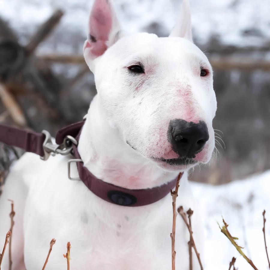 A Life With A Bull terrier رمز قناة اليوتيوب