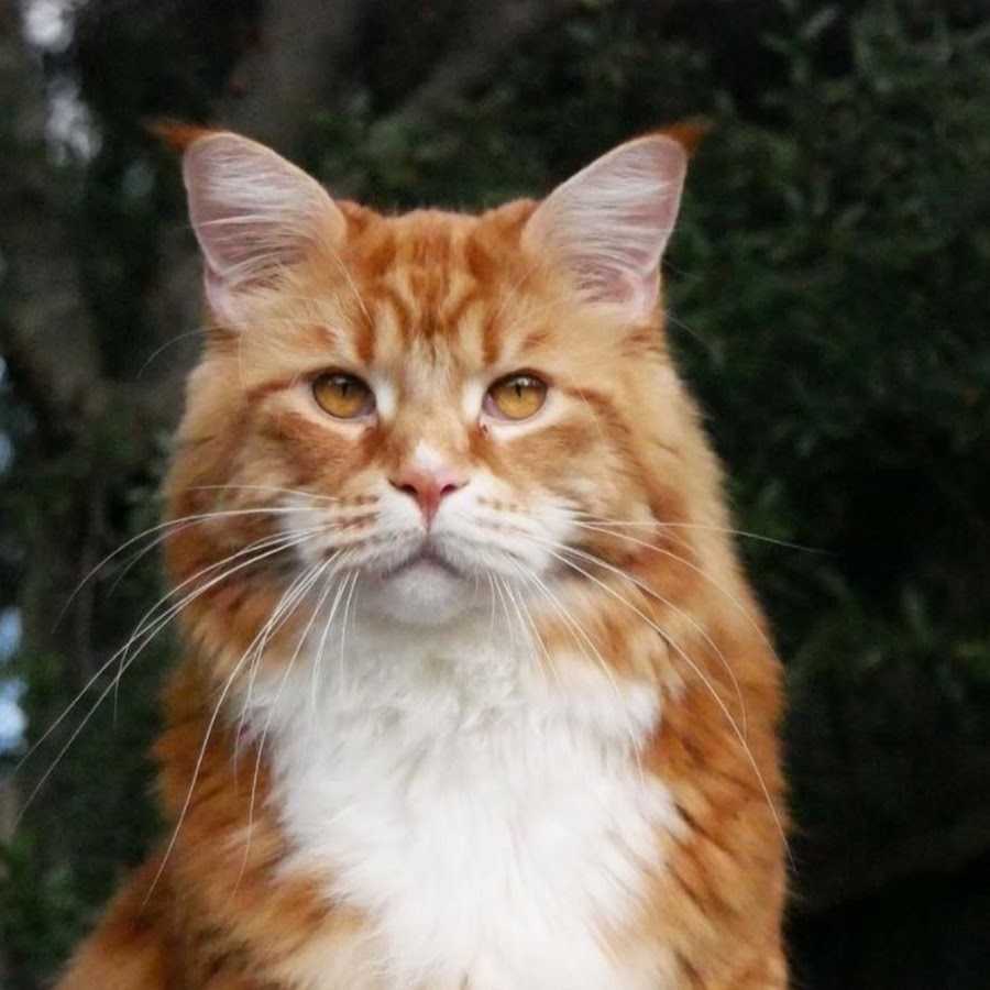 Omar the Maine Coon Cat