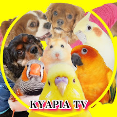 犬とインコkyapia Tvさんのピアノ動画一覧 ピアノやろうぜ