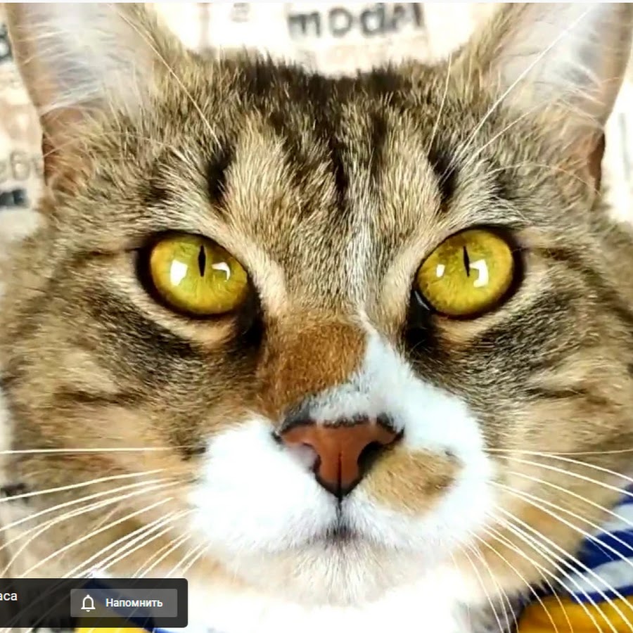 Pet Cat ইউটিউব চ্যানেল অ্যাভাটার