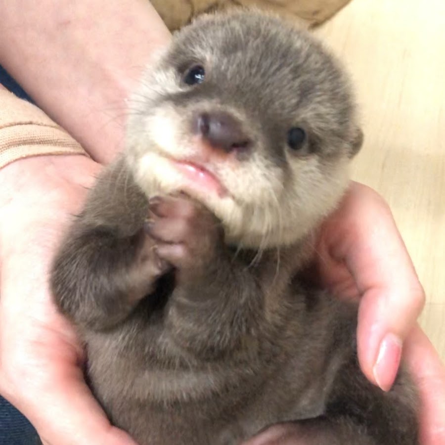 かわうそふぁみりーず Ottersfamily With Puppies Youtube