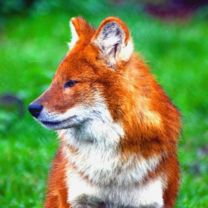 Foxen Anime Net Worth & Earnings (2026)