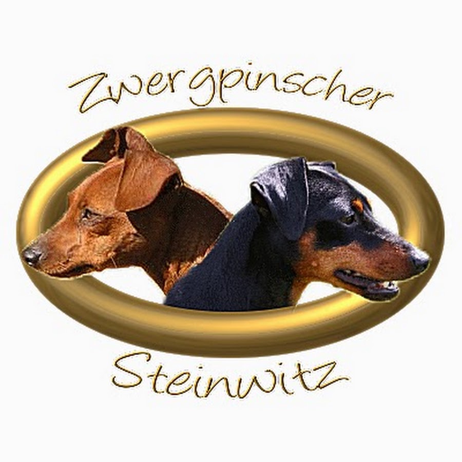 Zwergpinscher Steinwitz