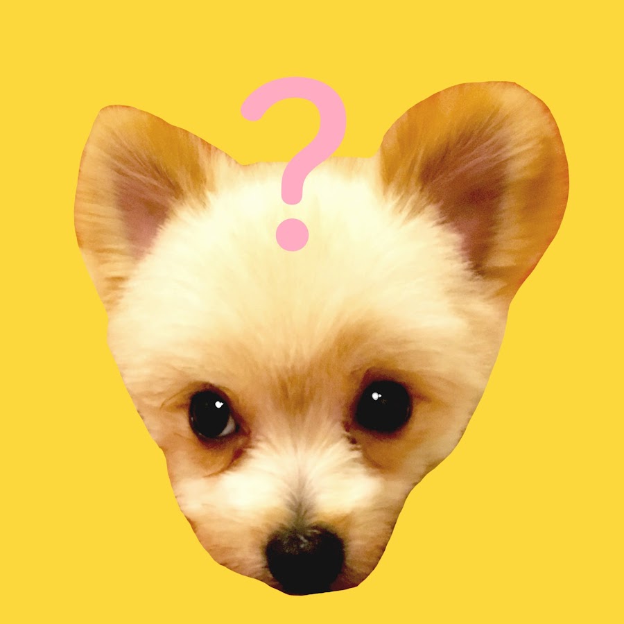 ホイホイch おバカワ犬ホイミの日常 Youtube