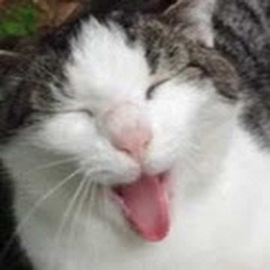 Top Funny Cat Youtube Avatar channel YouTube 