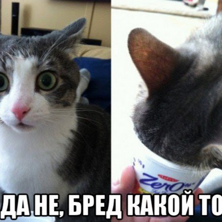 Да не какой то. Да не какой то. Кот бесполезное животное. А что если я бесполезное животное да не бред какой-то. Да не бред какойто.