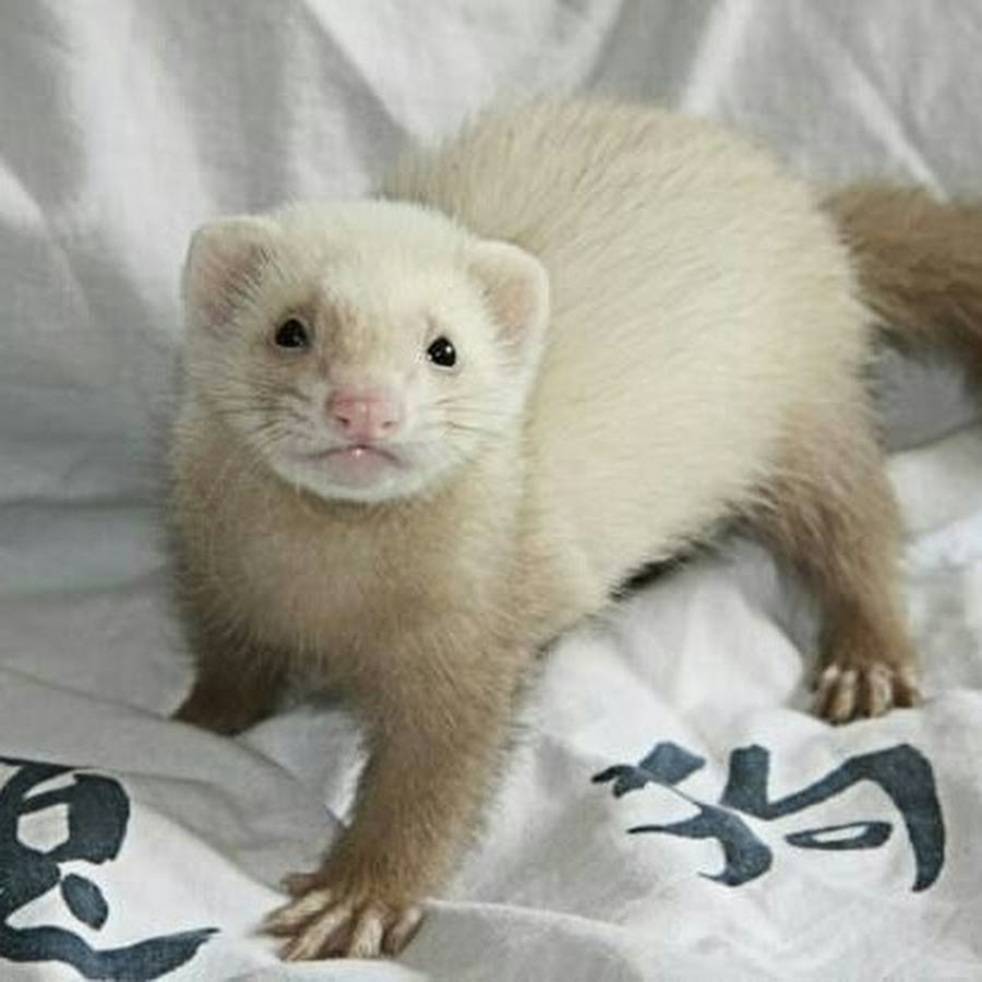 виды харьков животных. харьков хорьков. хорек фретка светлые окрасы. домашний хорек фретка. харьков хорьков.