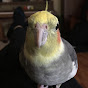 Tommy Bird YouTube Profile Photo