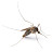 mosquito