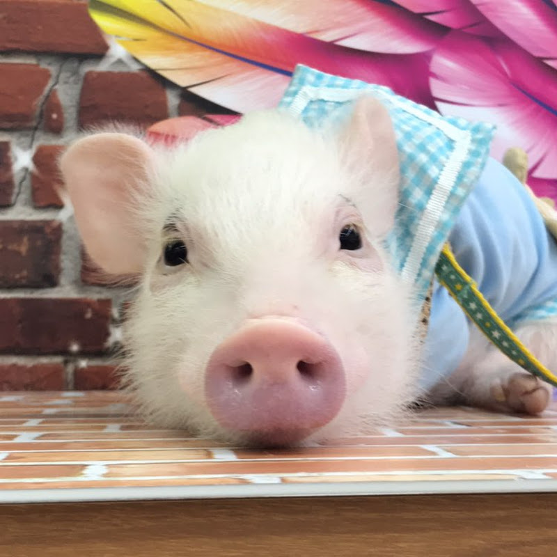 レッちゃんねるミニブタ - 網紅的藏寶箱 