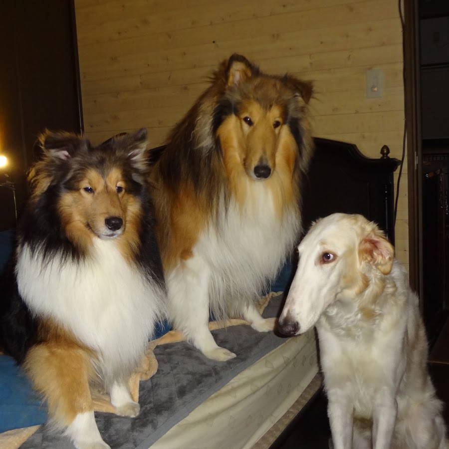 ちちりーず ふぁくとりー Youtube