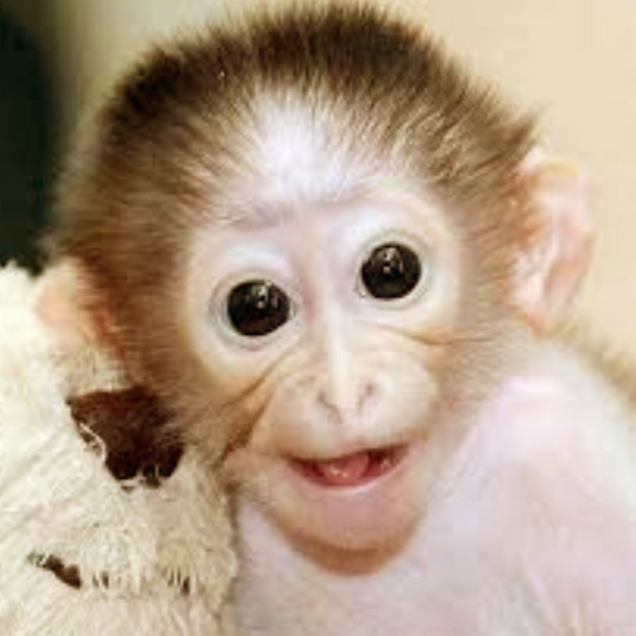 Monkey Lifestyle Avatar de canal de YouTube