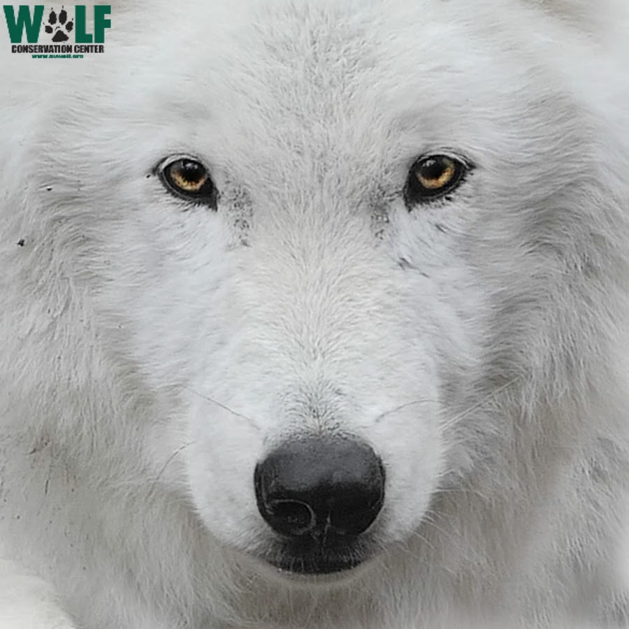 nywolforg رمز قناة اليوتيوب