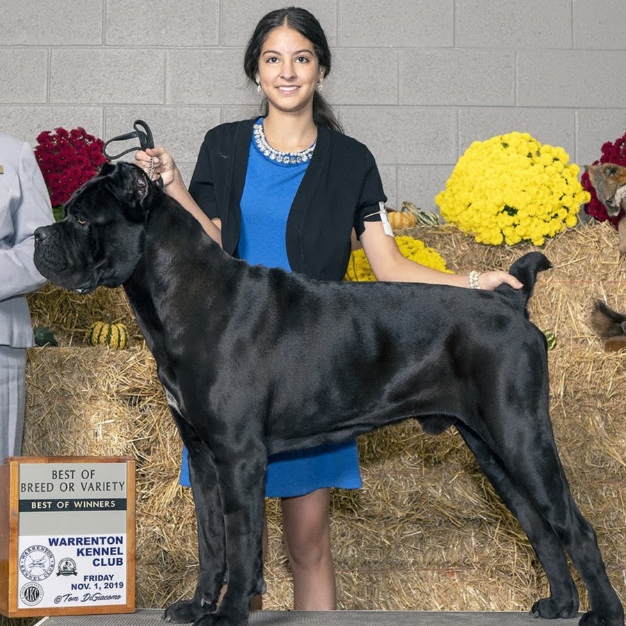 San Rocco Cane Corso