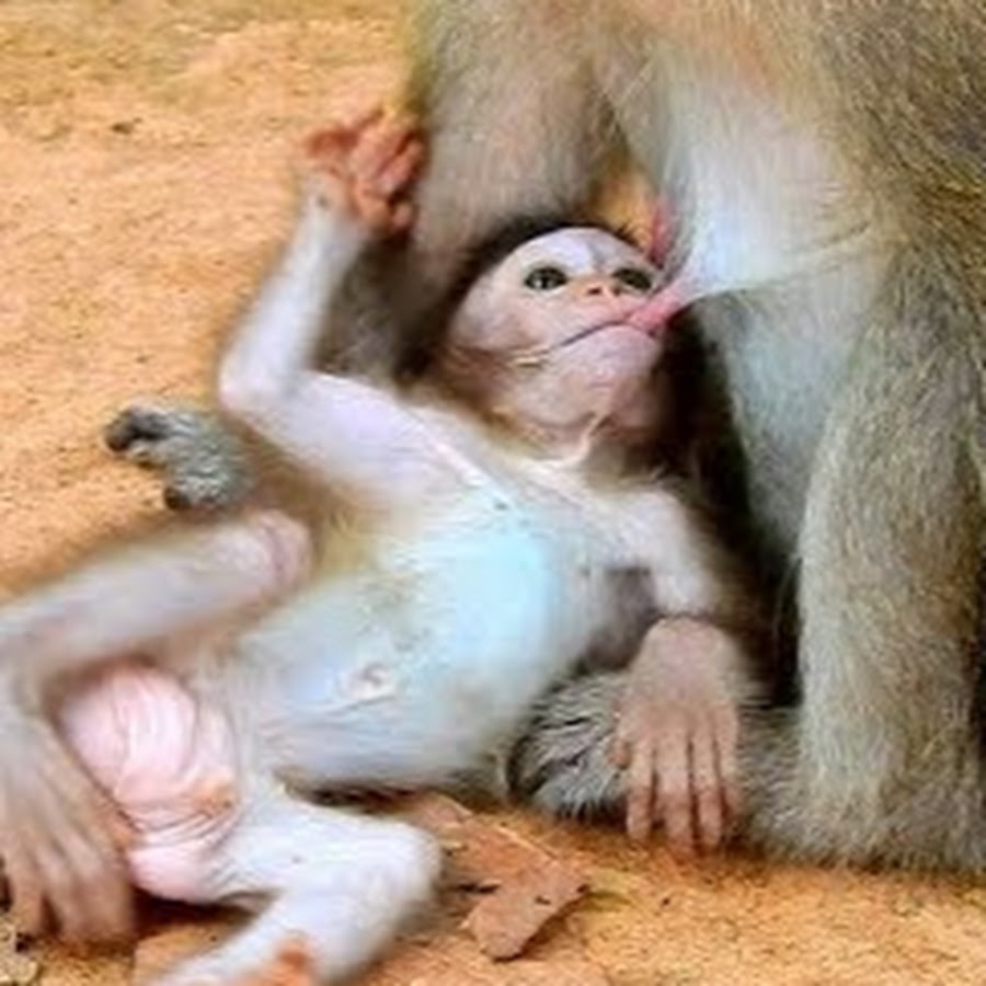 Newborn Monkey Avatar channel YouTube 