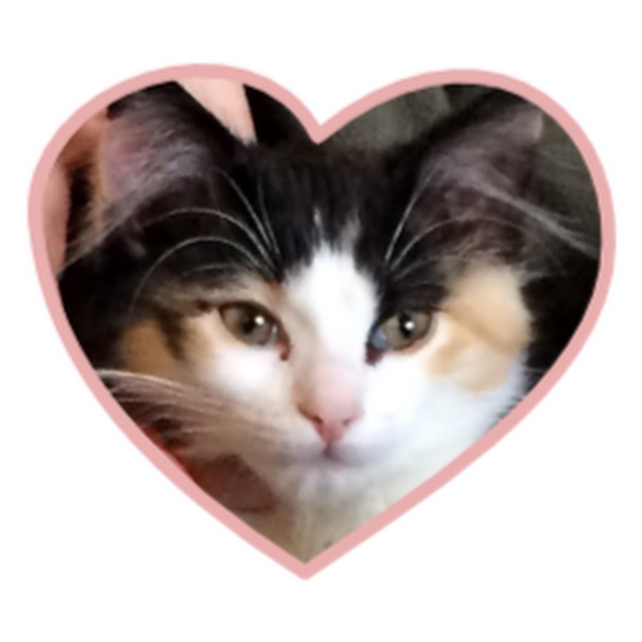 Kichi Cat YouTube channel avatar