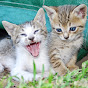 Laughing Kitten Productions - @TheWorks60 YouTube Profile Photo