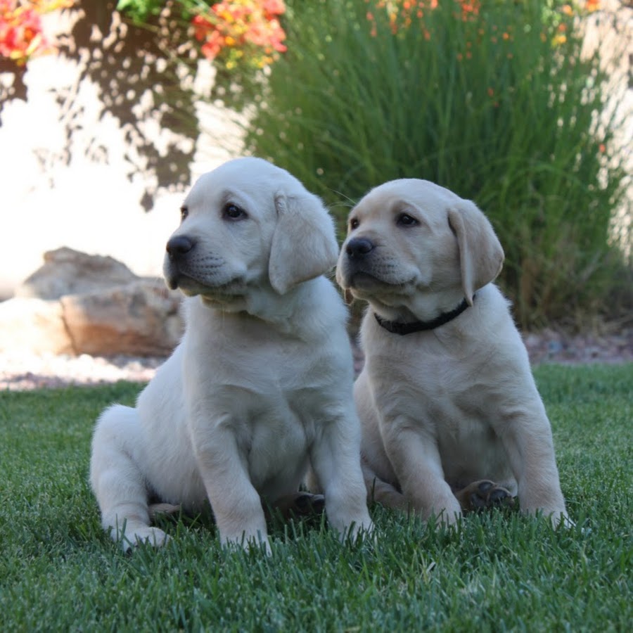 HighDesertLabradors YouTube channel avatar