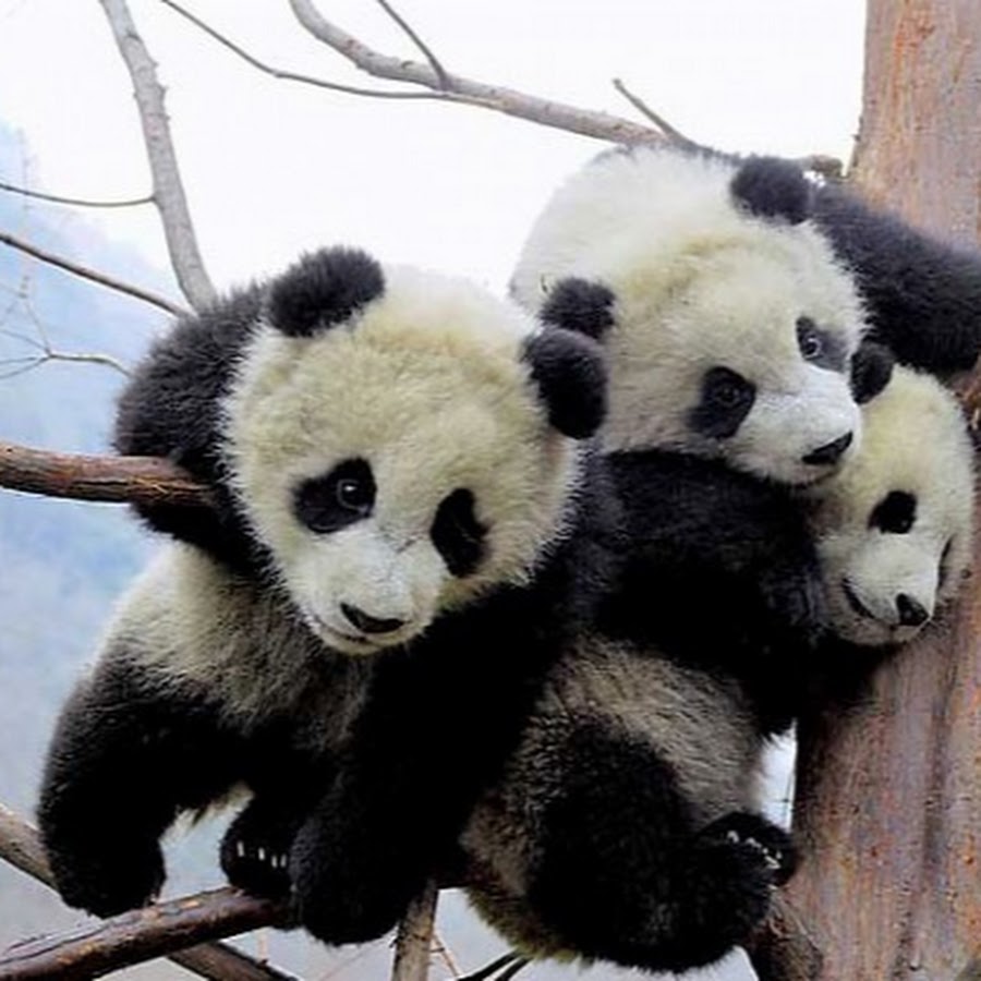 Armaan Panda