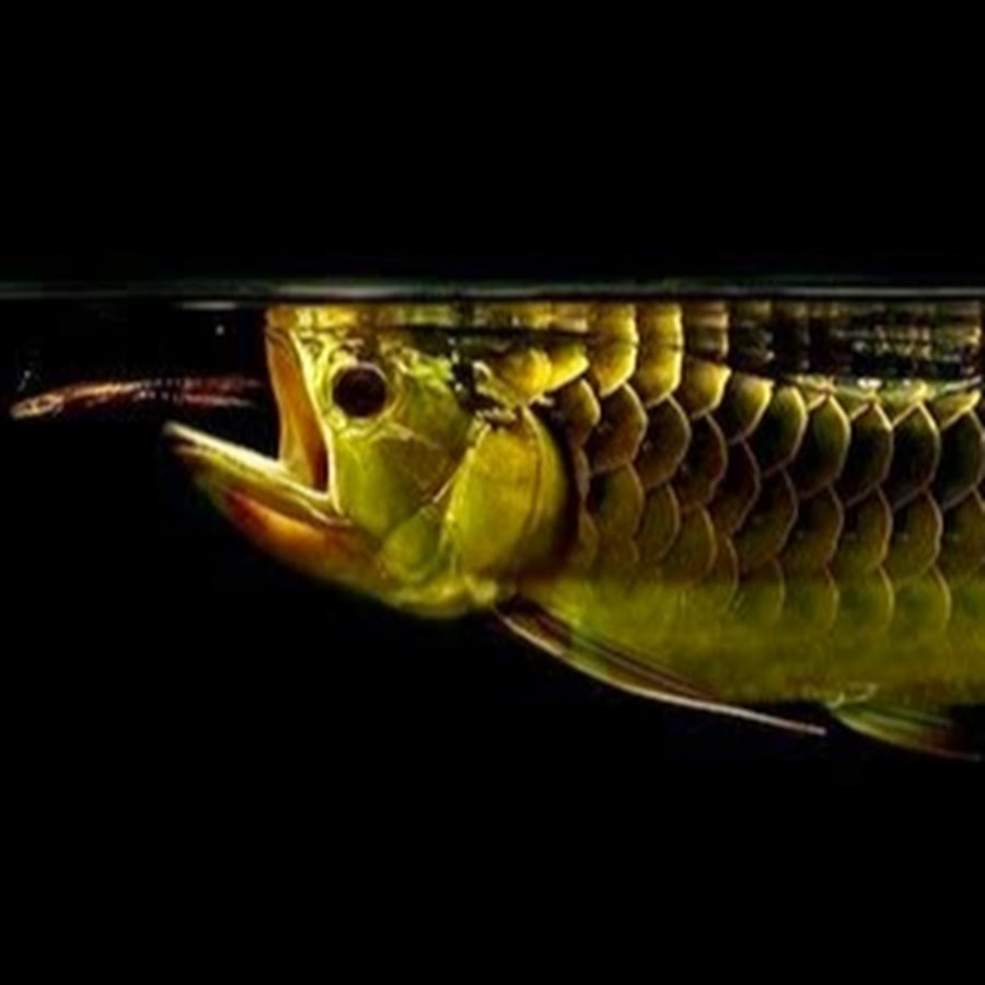 Fish Lover YouTube-Kanal-Avatar
