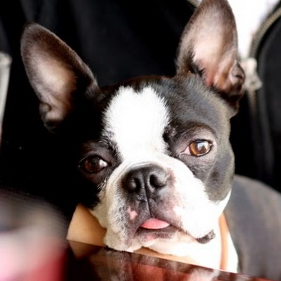 渋谷有香 Youtube