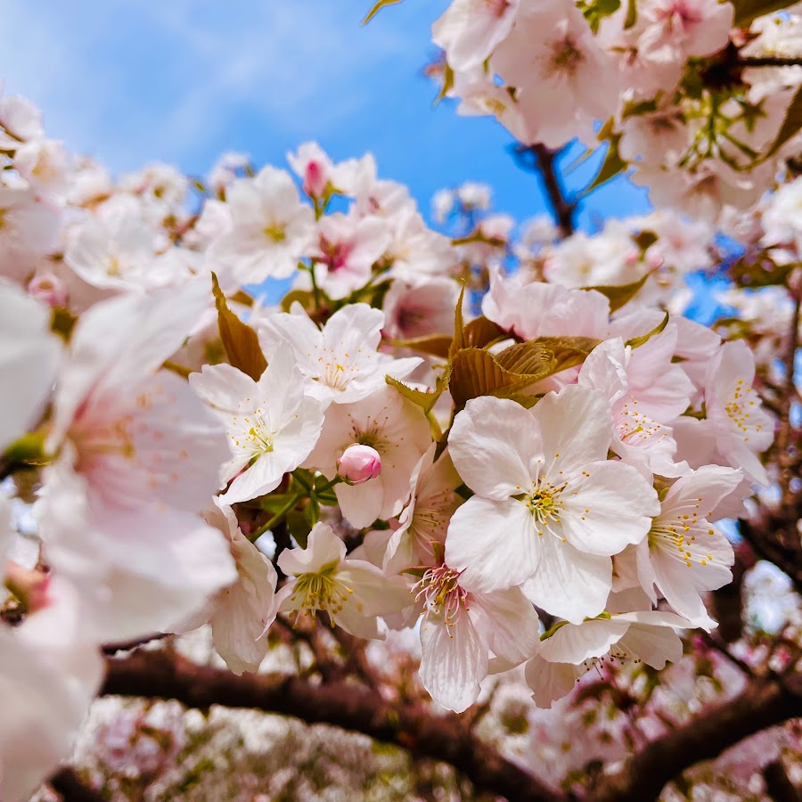 成田明花 Youtube