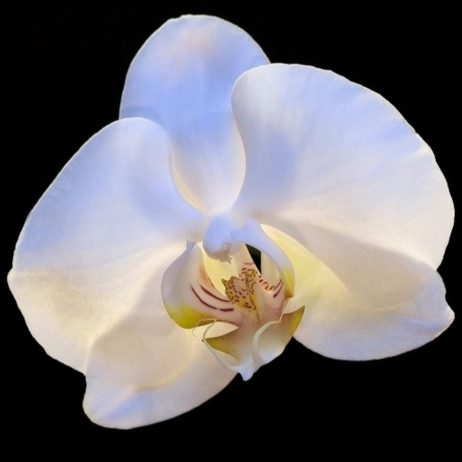 Orchid-floreS