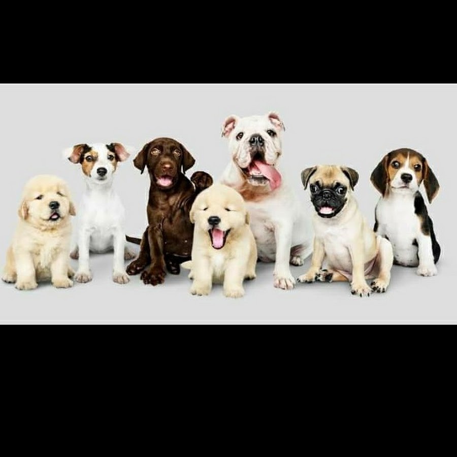 PUPPIES WORLD YouTube channel avatar