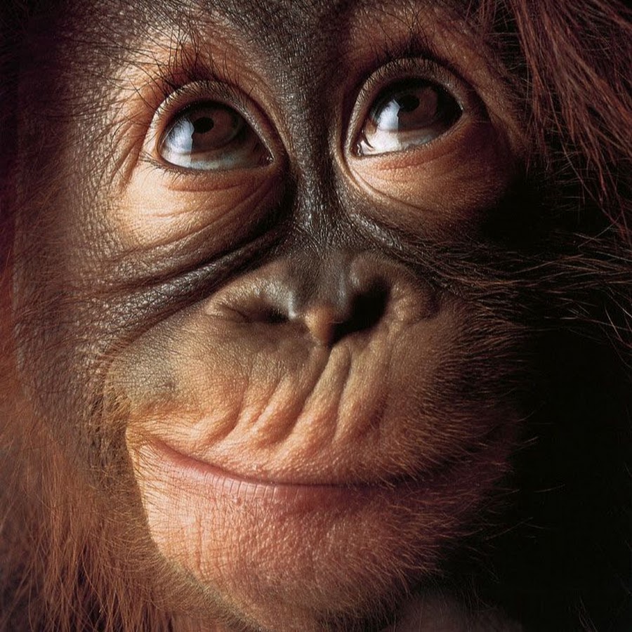 Singe Sourire Youtube