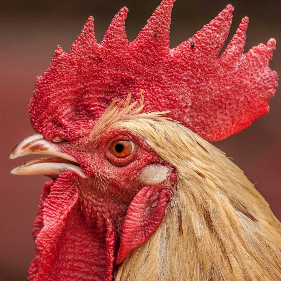 野生のニワトリ Youtube