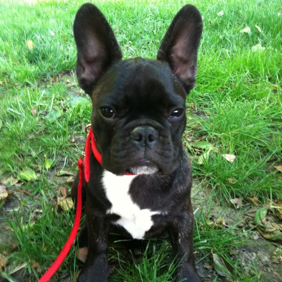 Sophie Frenchie Avatar channel YouTube 