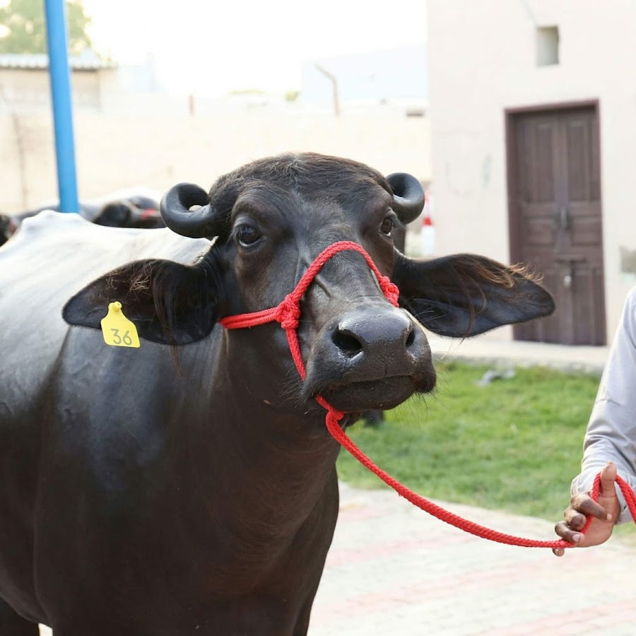 Lakshmi Dairy Farm