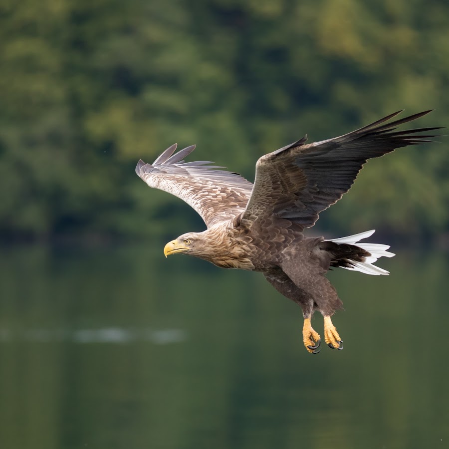 Naturfilm Stephan Ottow YouTube-Kanal-Avatar