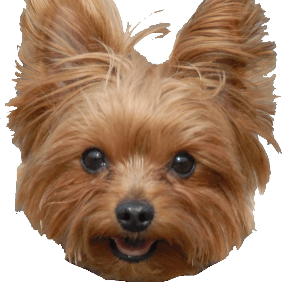 Yorkie Rescue Houston Avatar channel YouTube 