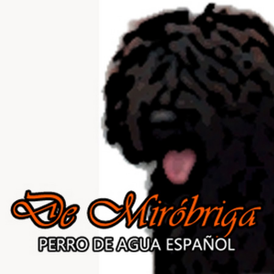 De MirÃ³briga Perro de Agua EspaÃ±ol YouTube channel avatar