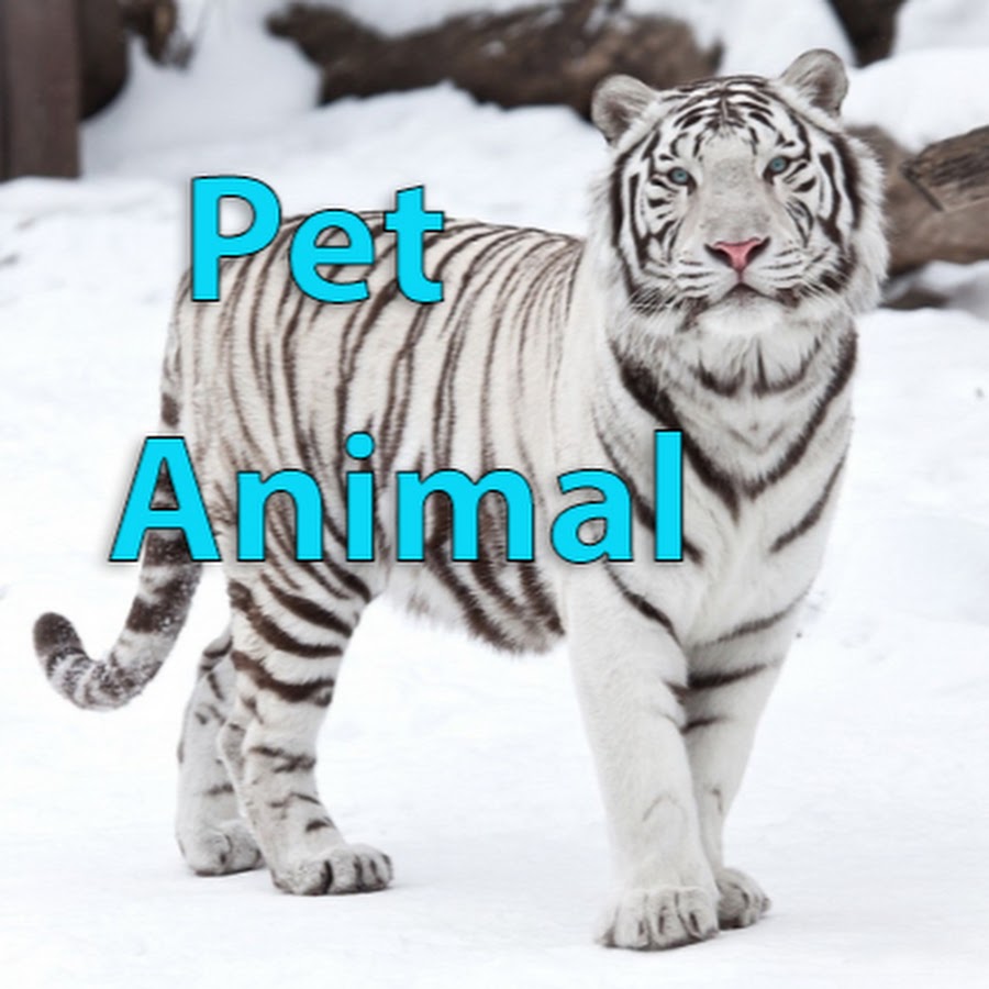 Pet Animal YouTube channel avatar