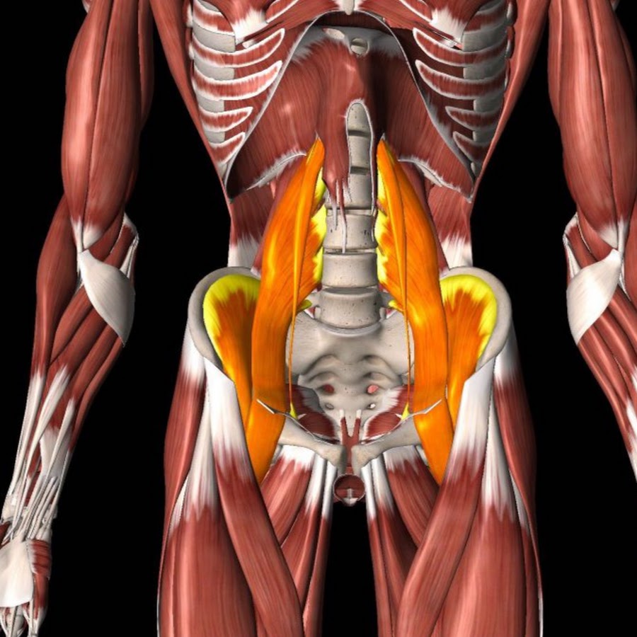 Подвздошно поясничная мышца биомеханика